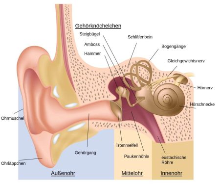 anatomie_ohr